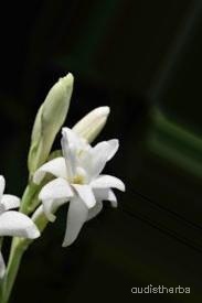 augmented_Polianthes tuberosa flower3_0_3032.jpeg